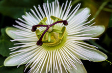Heirloom Non-GMO White Bridal Passionflower Seeds valued for exotic, Beautiful Flowering Vine