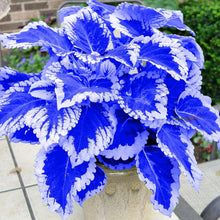 Coleus Leaf Seeds for a Beautiful Blue and White Garden  Ornamental Garden Plant Premium Quality Seeds