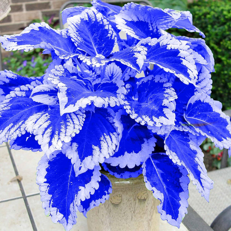 Coleus Leaf Seeds for a Beautiful Blue and White Garden  Ornamental Garden Plant Premium Quality Seeds
