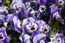 Joker Light Blue Pansy Seeds prized for elegant Blue Flowers