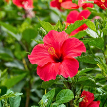 Hardy Hibiscus Seeds for seasonal color across the Garden, Vase, or Courtyard Planting