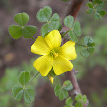 Yellow Wood Sorrel Seeds  Ornamental Garden Plant Garden Plant Seeds
