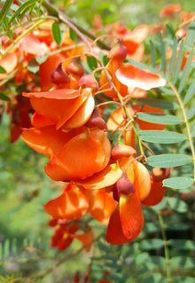 Sesbania Punicea Red Wisteria Seeds for a sweet addition to the home orchard