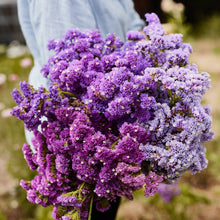 Statice Purple Anziehung Seeds known for stunning Purple Statice Flowers