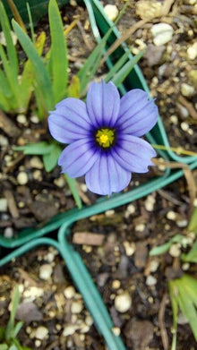 Sisyrinchium Montanum Blue-eyed Grass Seeds for ground cover in the Wildflower Garden