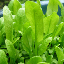 Sorrel Plants for a colorful addition to any planting