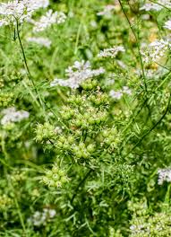 Coriander Plants for cooks growing their own fresh herbs