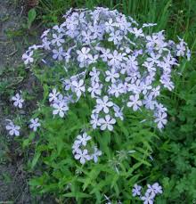 Linanthus Grandiflorus Seeds for growers seeking a long-blooming display