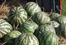 Red Citron Watermelon Seeds (Citrullus lanatus) for a reliable harvest in the summer backyard gardens