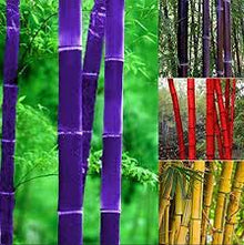 Rare Black Bamboo Seeds Moso Bamboo Seeds Professional  Bambusa Lako Tree Seeds for Home Garden Clear Ornamental Garden Plant for Home Gardening