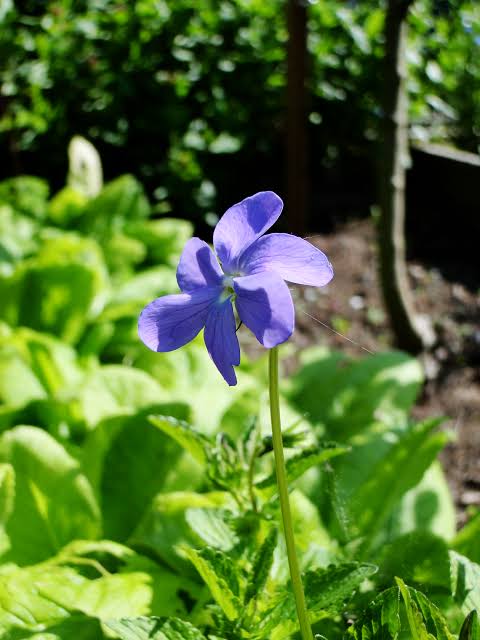 Giant Viola Seeds for a bright addition to the Garden, Vase, and Courtyard Planting