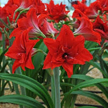 Amaryllis Hippeastrum spp. Flower Seeds for planting in flower bed