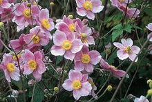 Windblume Seeds (Anemone spp.) for colorful blooms in the Flower Bed & Garden