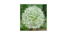 White Giant Onion Seeds for growers stocking the Patio Garden