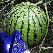 Blue Watermelon Seeds  Ornamental Garden Plant for Home Gardening