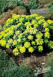Cushion Spurge Seeds (Euphorbia polychroma) for a lasting display in the drought-tolerant rock gardens