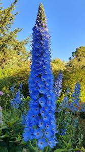 Blue Veronica Flower Seeds et  Ornamental Garden Plant Garden Plant Seeds