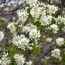 Amelanchier Alnifolia Edible Fall-Resistant Ornamental Garden Plant for Home Gardening