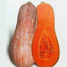 Calabaza Long Neck Squash Seeds for home growers seeking a reliable harvest