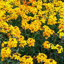 Siberian Wallflower Seeds (Erysimum sibiricum) for growers filling out the Flower Bed & Urban Garden