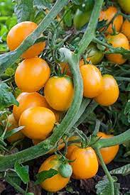 Golden Sunburst Heirloom Tomato Seeds for productive rows in the Home Garden