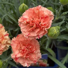 Heather Carnation ‘Arctic Fire’ Seeds for growers filling out the Landscape