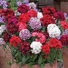 Dianthus Barbatus Bonsai Seeds (Dianthus barbatus) for long-term planting in the small containers and balcony planting