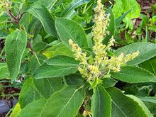 Green Holy Basil Plants for a fragrant addition to the herb patch