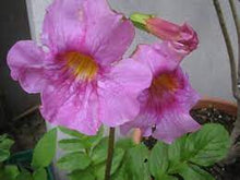 Hardy Gloxinia Incarvillea Cream & Rosy Purple Mix Seeds for colorful blooms in the Flower Garden Decoration