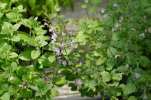 Green Calamintha Nepeta Plants for gardeners building out beds and borders