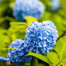 Blue Hydrangea Seeds for long-term planting in the Bonsai Low Maintenance Garden