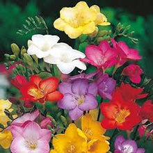 Freesia Freesia Refracta Seeds grown for home Fragrant Spring Displays