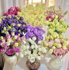 Rare Mixed Eustoma Seeds, Perennial Flowering Plants, Balcony Pot Flower Seeds, Lisianthus for Potted Plants, Lot of  Ornamental Garden Plant Premium Quality Seeds
