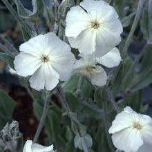 Lychnis Heirloom White Malteser Perennial Flower Seeds â€“ Delicate White Blooms for Borders