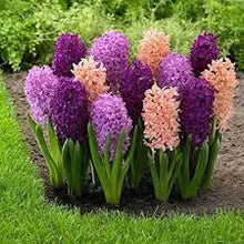 Water Hyacinth Seeds, Potted Flower Seeds, Mixed Colors, et of Seeds  Ornamental Garden Plant Garden Plant Seeds