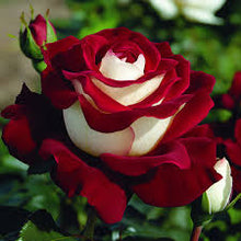 Double Delight Hybrid Rose Flower Seeds in Blue and Brown - et of - Ornamental Garden Plant for Home Gardening