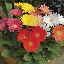 Gerbera Hybrid Mix ��������� Gerbera spp. ��������� for planting in flower gardens and home planters
