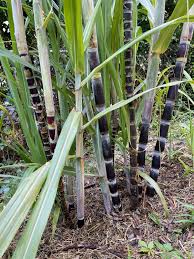 Sugar Cane Seeds et  Ornamental Garden Plant Garden Plant Seeds