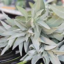 White Sage Seeds et  Ornamental Garden Plant Premium Quality Seeds