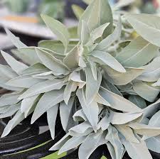 White Sage Seeds et  Ornamental Garden Plant Premium Quality Seeds