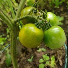Heirloom Non-GMO Green Grape Tomato Seeds known for unique, Sweet Cherry Tomatoes