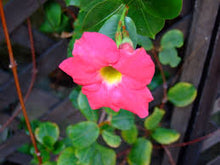 Rare Seeds Of Dipladenia Sanderi Living Climbing Plant Mandevilla Sanderi Outdoor Ornament Bonsa Garden Plant age Of  Ornamental Garden Plant for Home Gardening