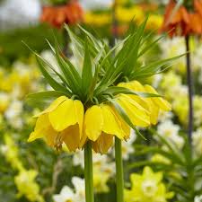 Fresh Fritillaria Imperia Wang Flower Seeds for Planting, Yellow et  Ornamental Garden Plant Premium Quality Seeds