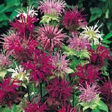 Monarda Bee Balm Mix Seeds valued for pollinator-Friendly Flowers