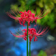 Lycoris Red Spider Lily Lycoris radiata for flowering garden