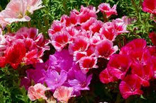 Godetia Seeds (Clarkia amoena) for growers filling out the annual flower bed