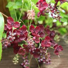 Semi Akebia Semi Chocolate Grapes Living Vine Five in One Leaf Akebia  Ornamental Garden Plant Garden Plant Seeds