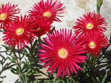 Ice Plant Delosperma Cooperi Bright Red Seeds for colorful blooms in the Sunny Garden Spaces