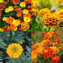 Goldfields flower seeds ��������� Organic native blooms for planting