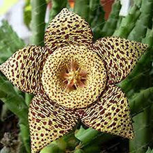 Light Green Stapelia Lithops Succulent Seeds for a lasting addition to the Bonsai, Home Garden